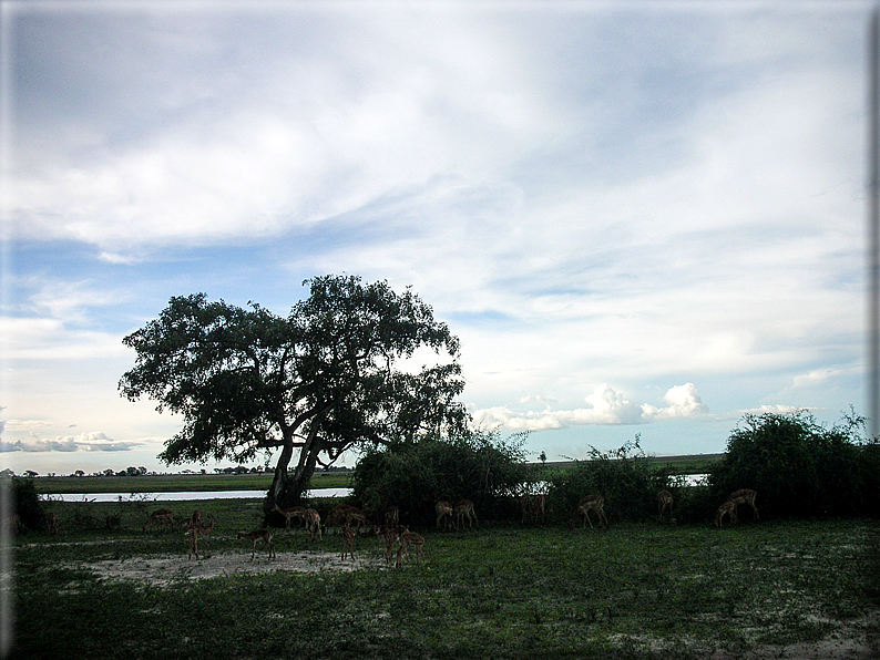 foto Parco nazionale del Chobe